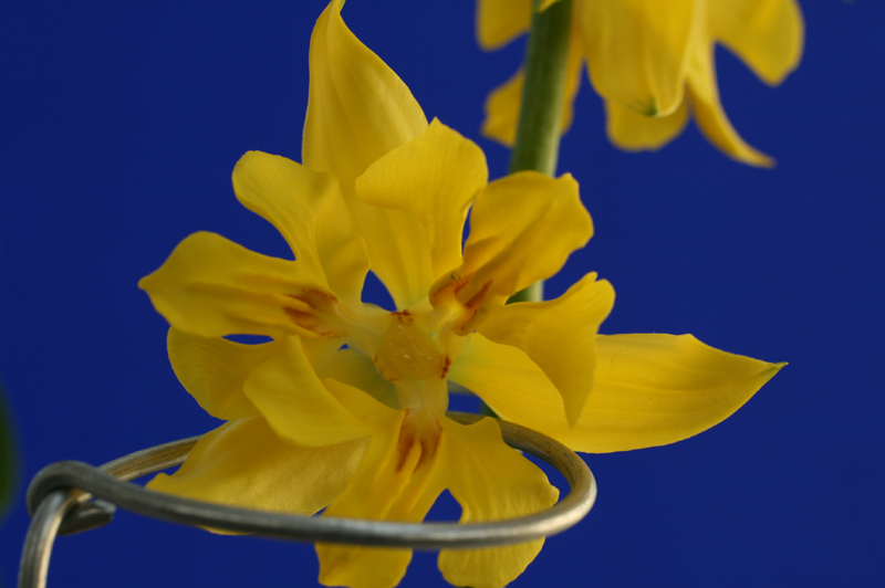 제주새우란(삼판삼설)