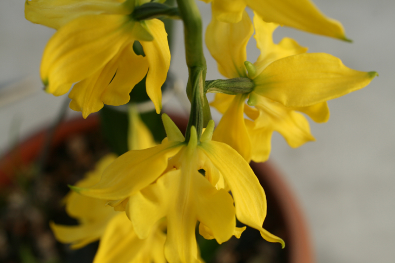 제주새우란(삼판삼설)
