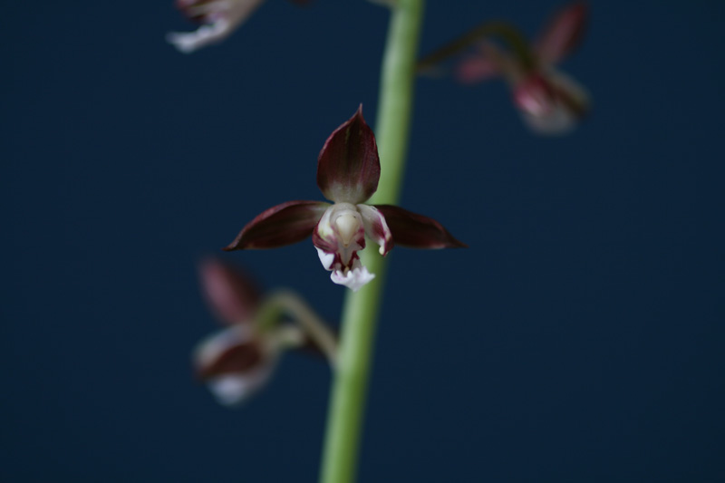 제주새우란(투구화)