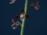 제주새우란(투구화)