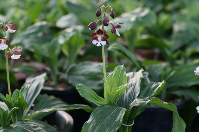 제주새우란(5품종)