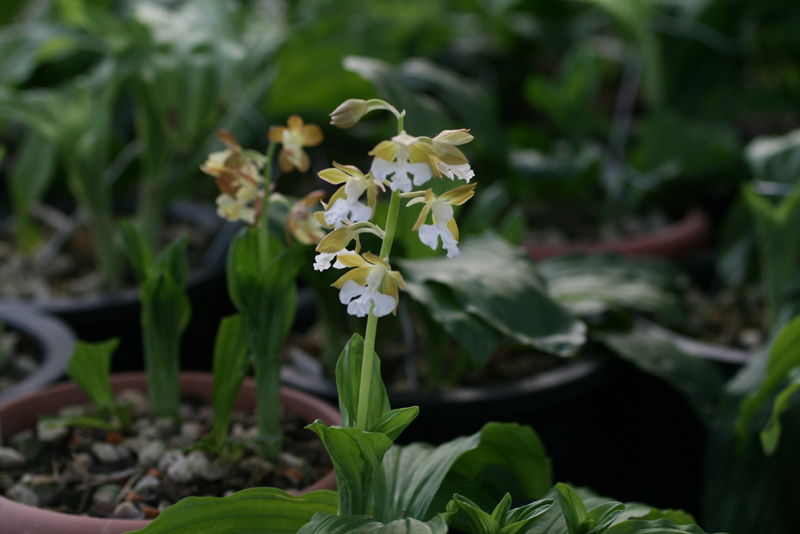 제주새우란(5품종)