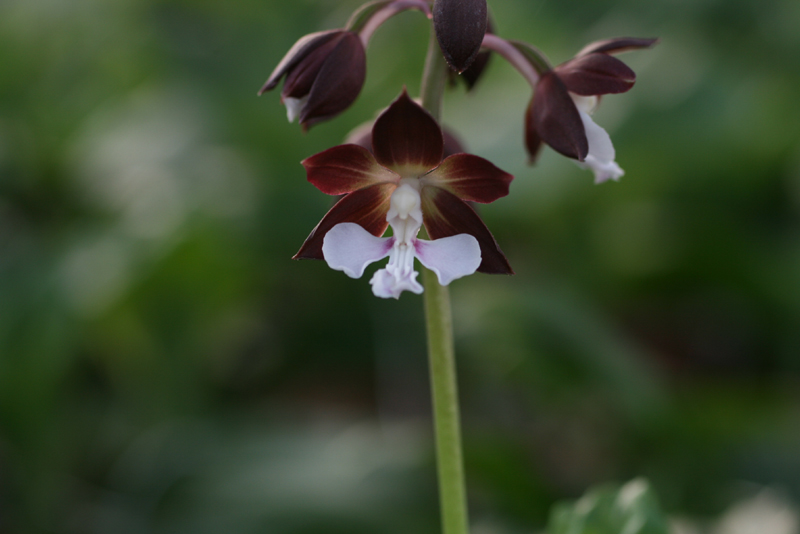 제주새우란(5품종)