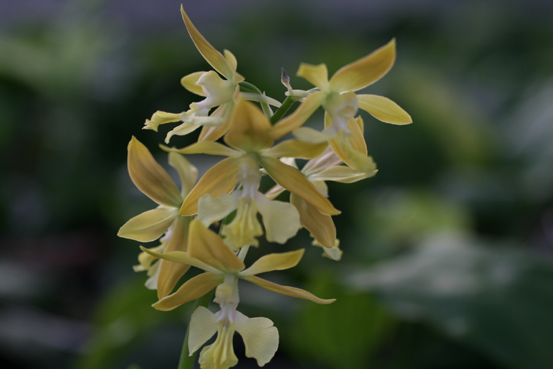 제주새우란(5품종)