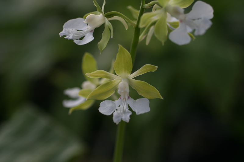 제주새우란(5품종)