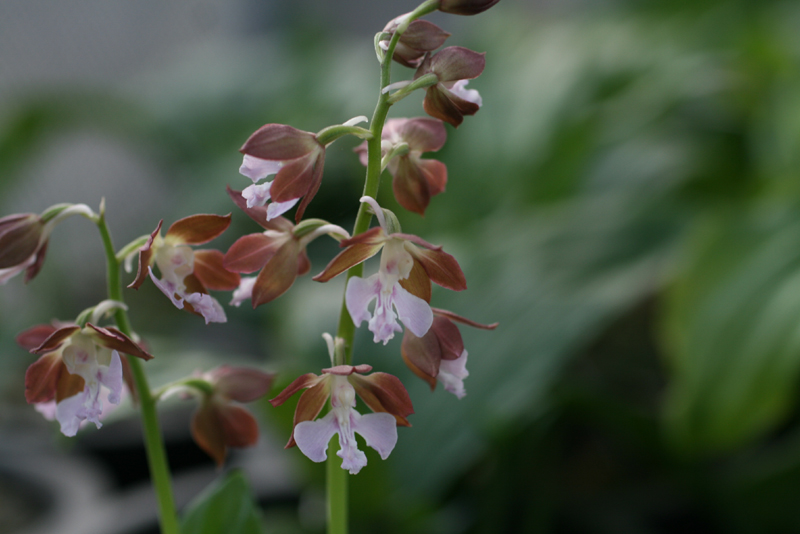 제주새우란(5품종)