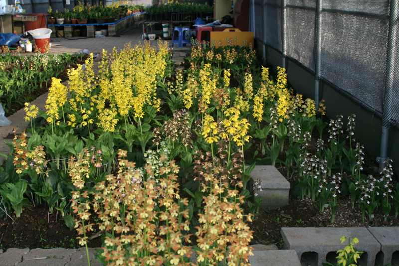 제주새우란(5품종)