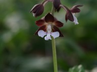 제주새우란(5품종)