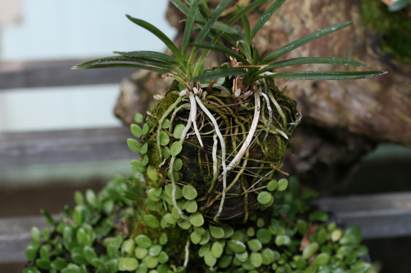 풍란+콩란+현무암+인공수반