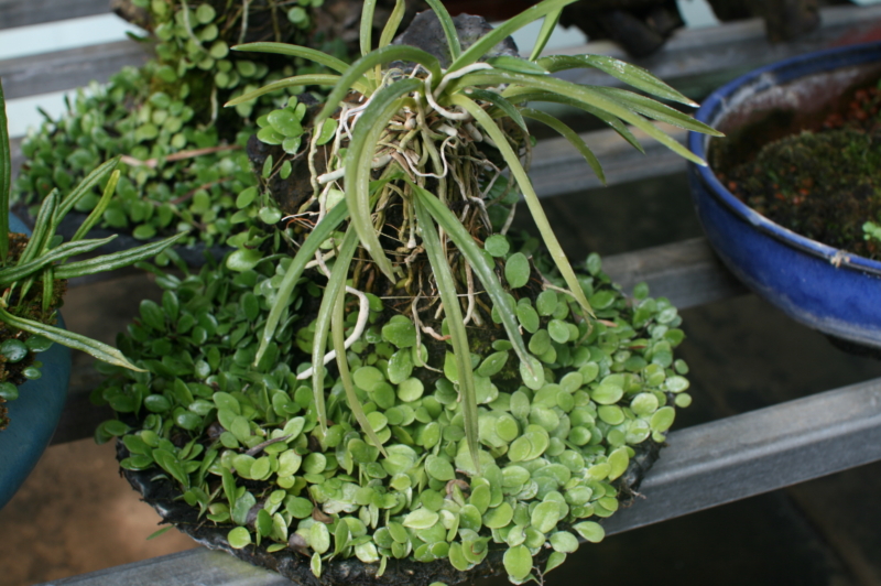 풍란+콩란+현무암+인공수반