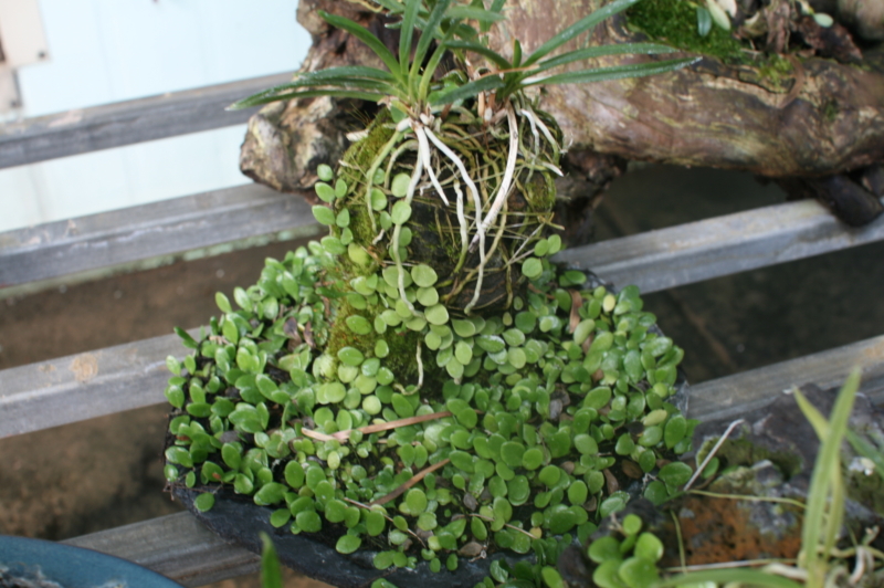 풍란+콩란+현무암+인공수반