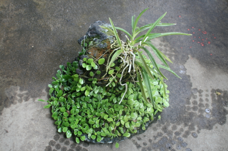 풍란+콩란+현무암+인공수반