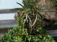 풍란+콩란+현무암+인공수반