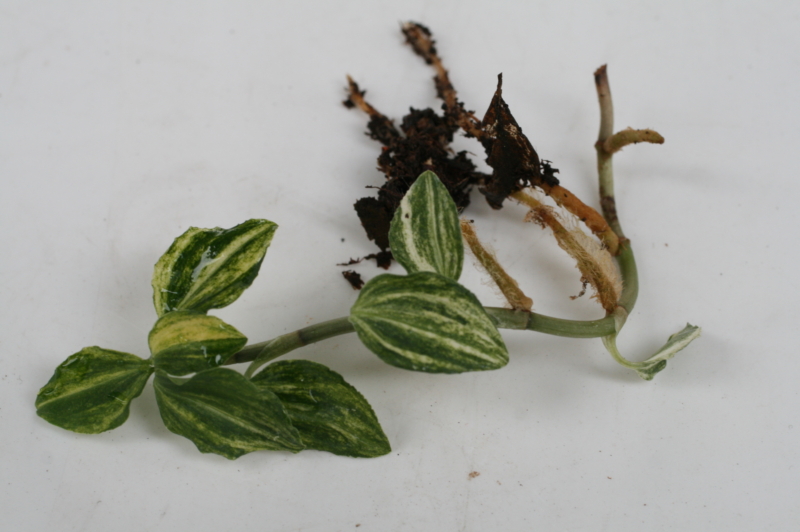 5촉,사철란 무늬종