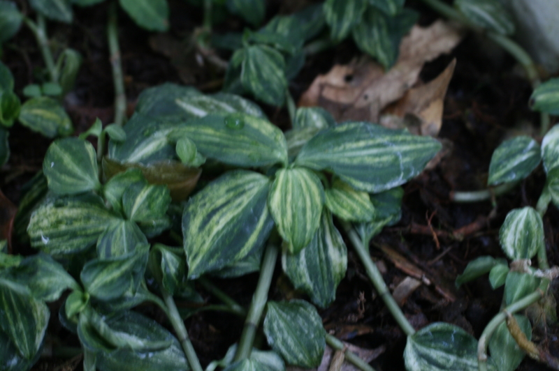 5촉,사철란 무늬종