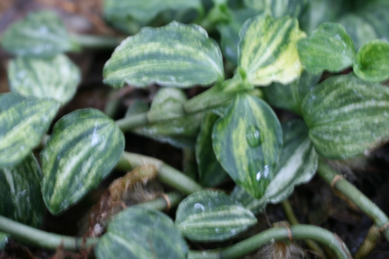 5촉,사철란 무늬종