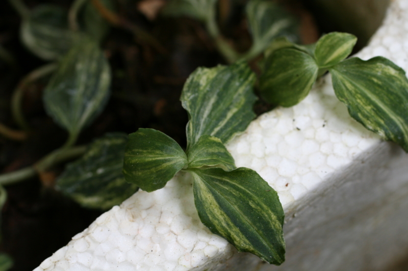 5촉,사철란 무늬종