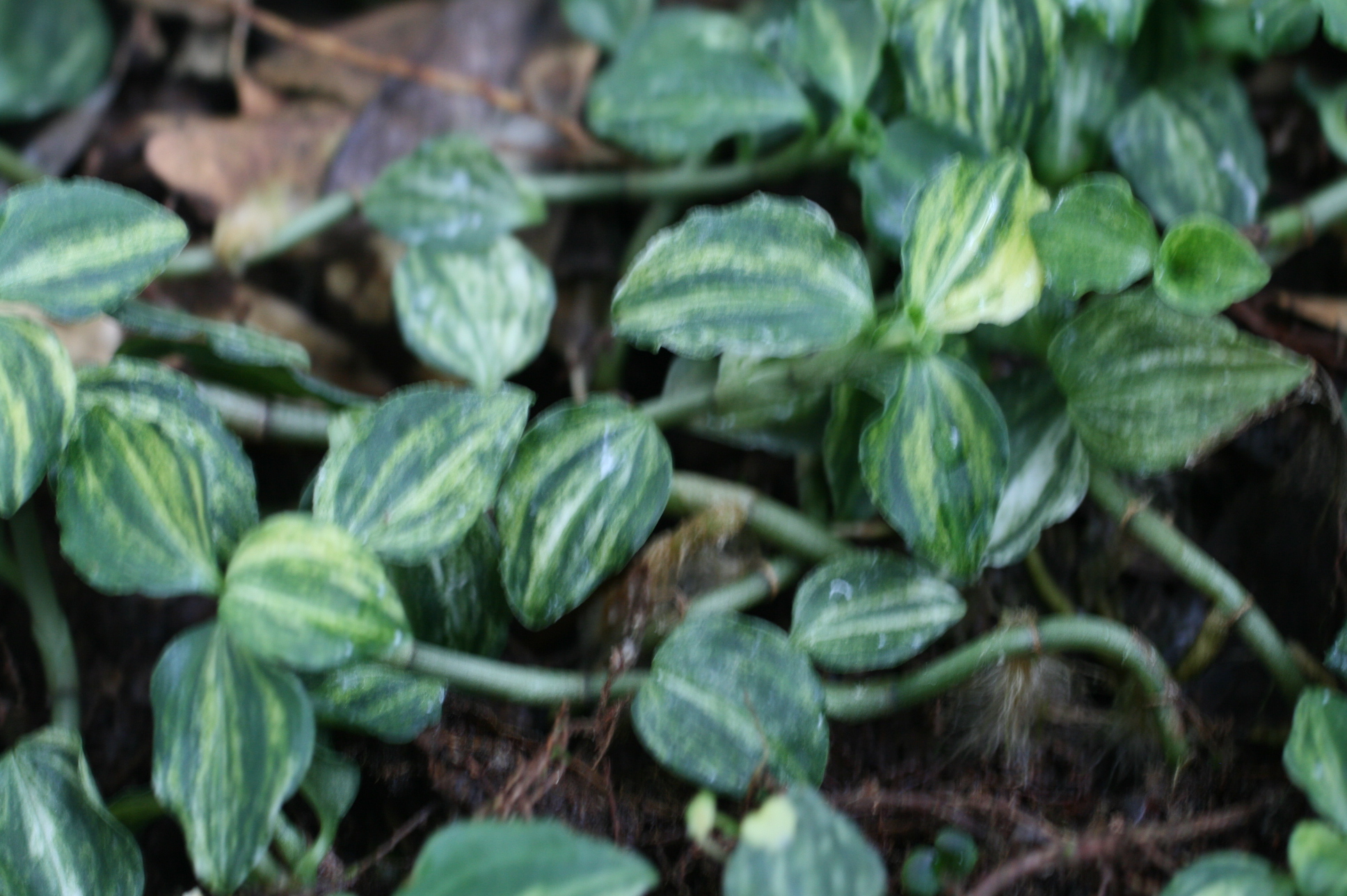 5촉,사철란 무늬종