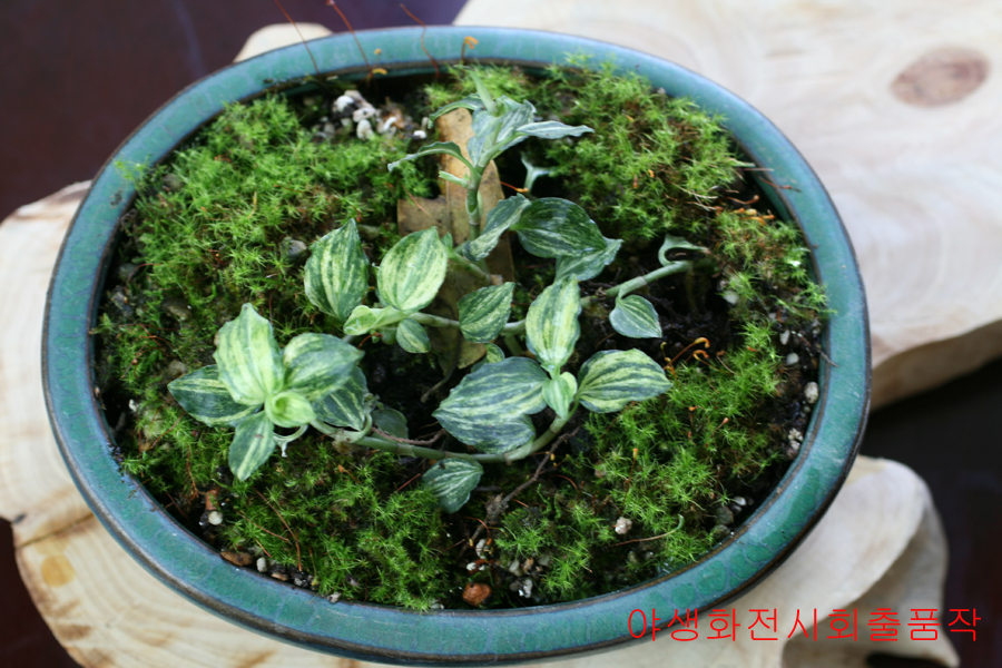 5촉,사철란 무늬종