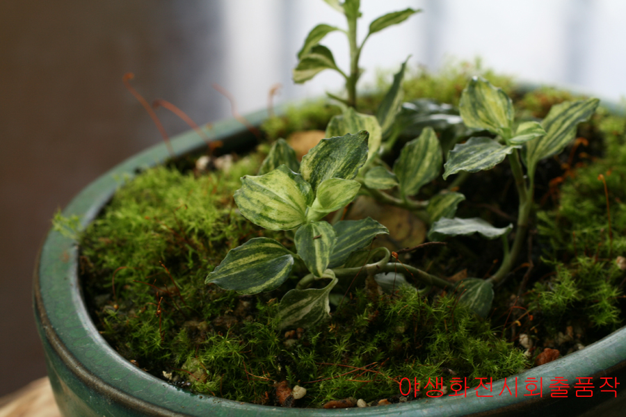 5촉,사철란 무늬종