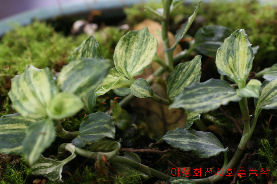 5촉,사철란 무늬종