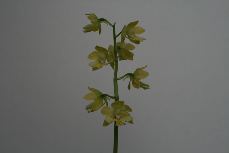 금새우란 소형종