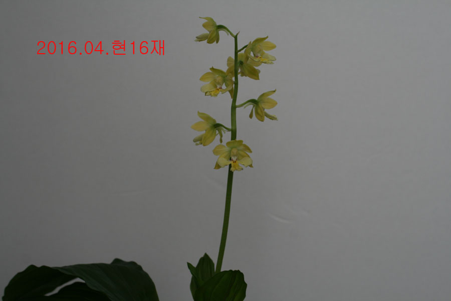 금새우란 소형종