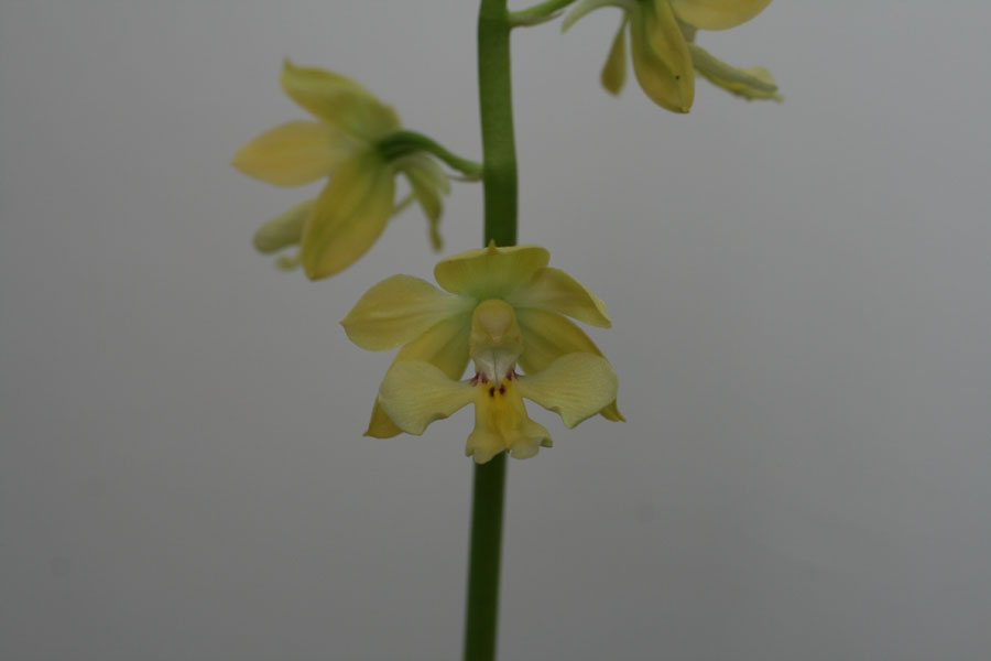 금새우란 소형종