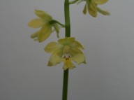 금새우란 소형종