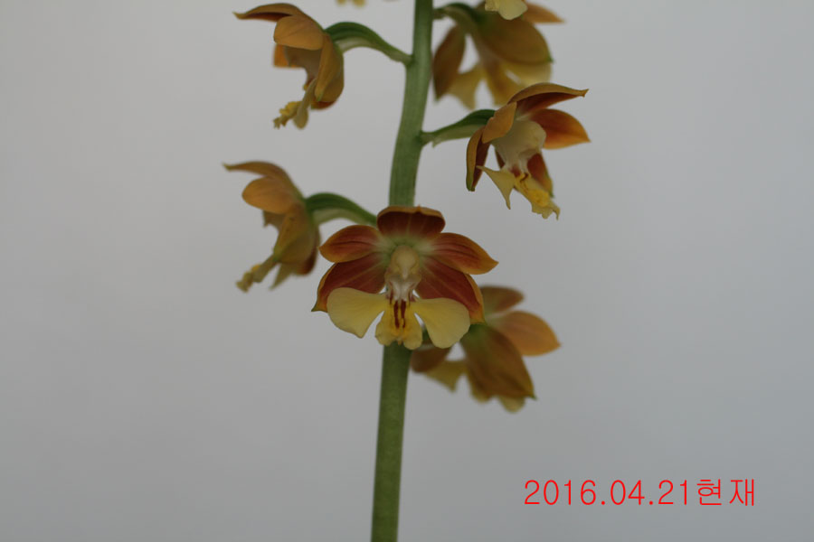 9-일본새우란(2촉)