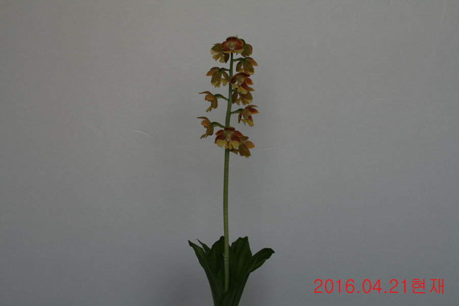 9-일본새우란(2촉)