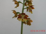 9-일본새우란(2촉)