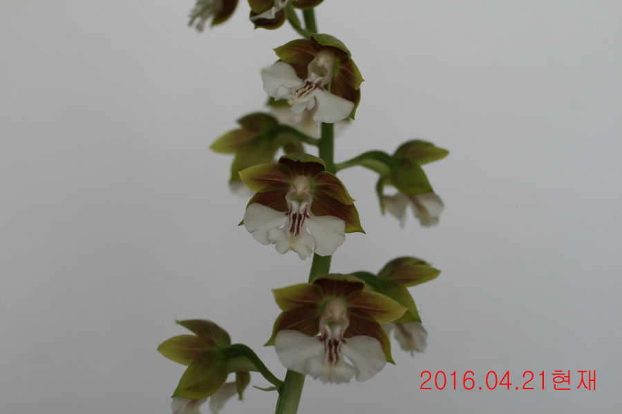 11-일본새우란(남주매)