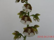 11-일본새우란(남주매)