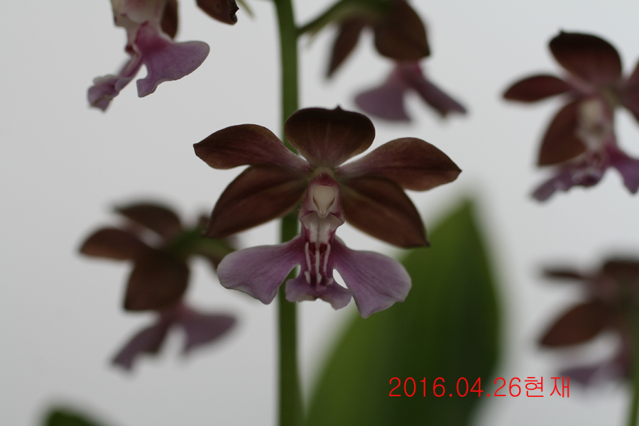 18-일본새우란 2촉