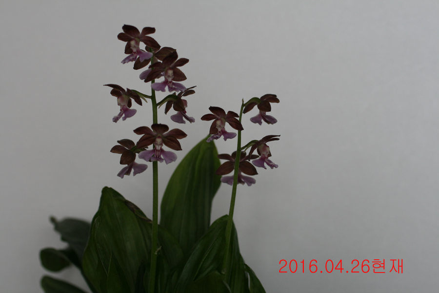 18-일본새우란 2촉