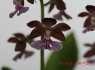 18-일본새우란 2촉