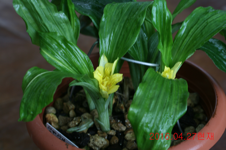 25-삼판삼설 기화