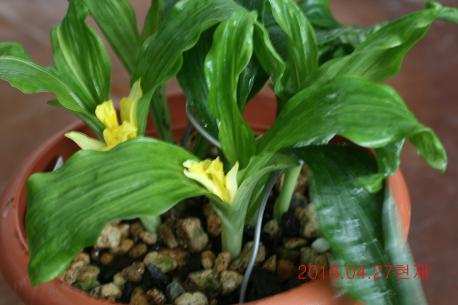 25-삼판삼설 기화