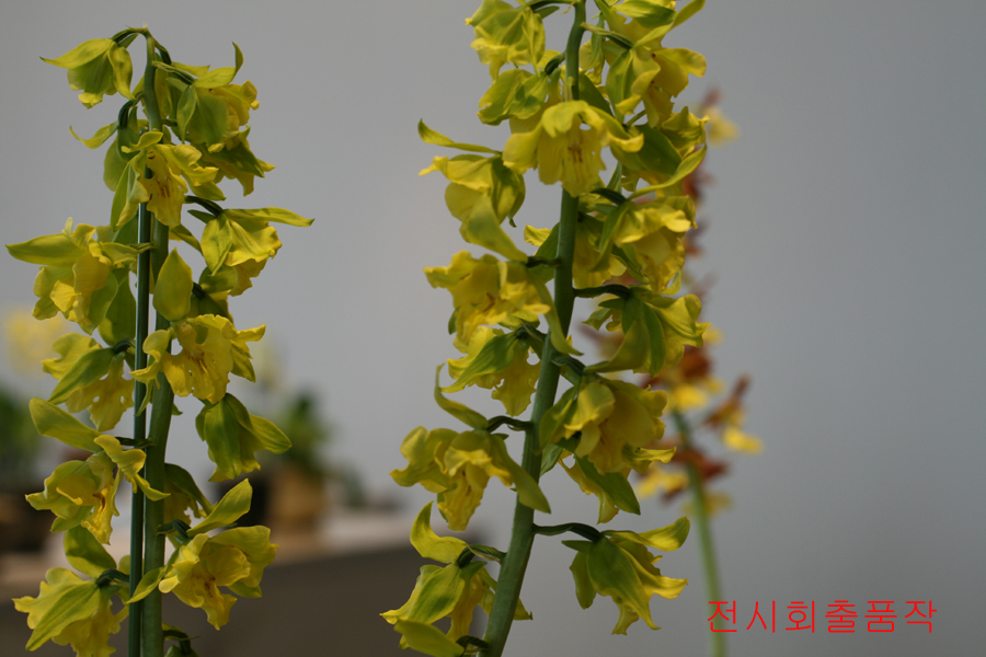 33-녹판삼설기화