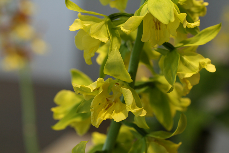 33-녹판삼설기화