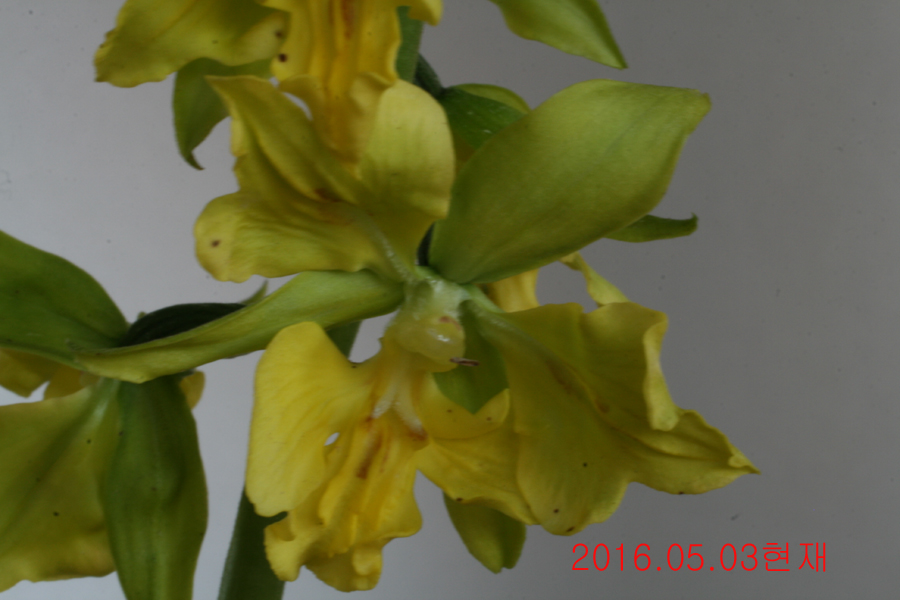 33-녹판삼설기화