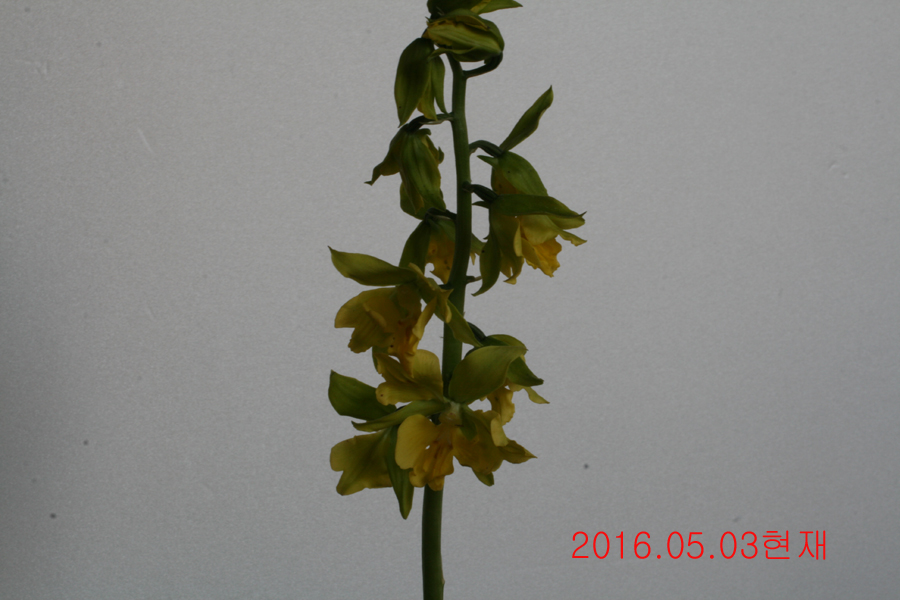 33-녹판삼설기화