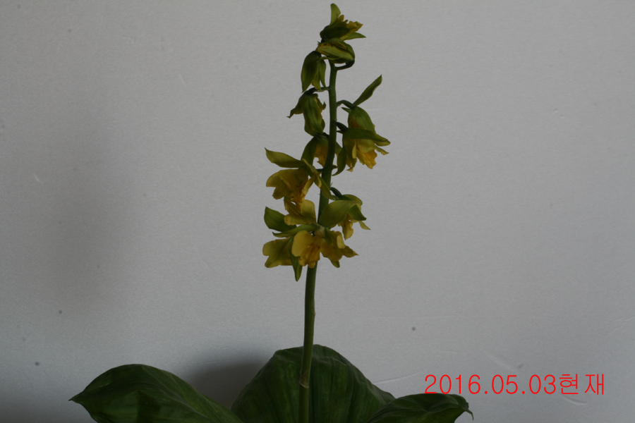 33-녹판삼설기화