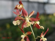 17-12적판황설 한국새우란