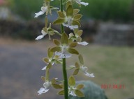 17-14 연록판 백설 일본새우란