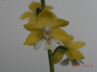 17-32 황판백설 일본새우란