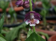 17-34 보라색 일본새우란