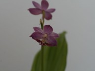 17-35 니오이 일본새우란