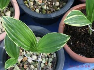 17-36  새우란 복륜